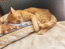 Amo mi hermoso felino!! Se los presento a todos 😘. Se llama Zimba, es mi bb grande. Es mi mejor amigo peludo 🥰😍